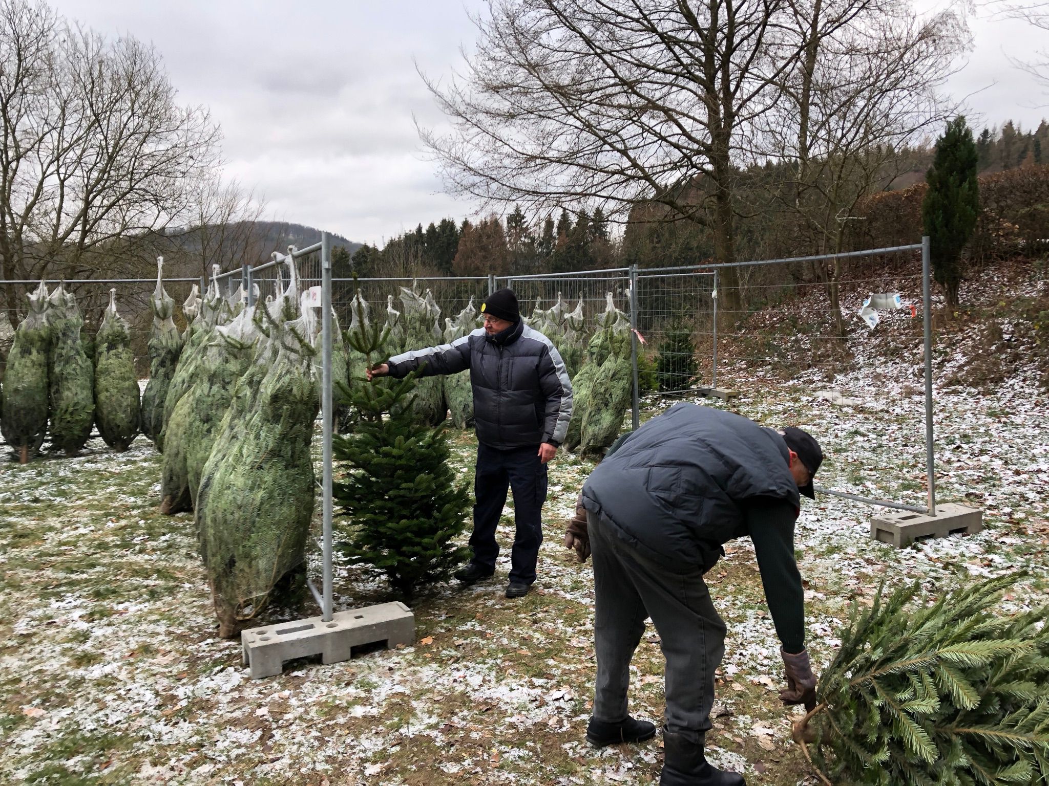 Weihnachtsbaumverkauf 2018